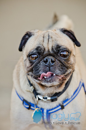 DFW Pug Rescue-The Boarding Bungalow-12