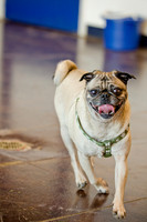 DFW Pug Rescue-The Boarding Bungalow-6