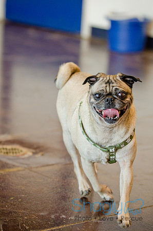 DFW Pug Rescue-The Boarding Bungalow-6