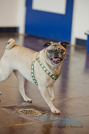 DFW Pug Rescue-The Boarding Bungalow-5