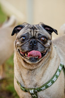 DFW Pug Rescue-The Boarding Bungalow-9