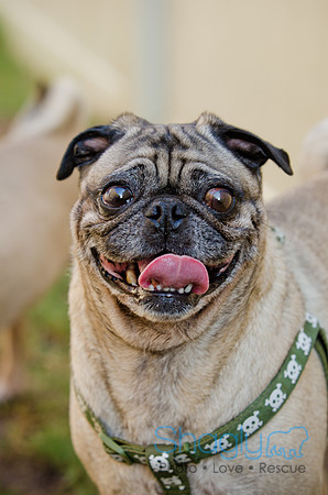 DFW Pug Rescue-The Boarding Bungalow-9