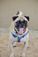 DFW Pug Rescue-The Boarding Bungalow-11