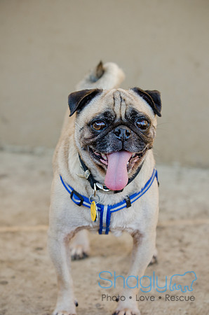 DFW Pug Rescue-The Boarding Bungalow-11