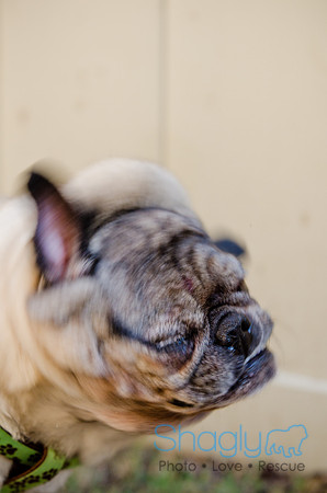 DFW Pug Rescue-The Boarding Bungalow-27