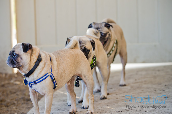 DFW Pug Rescue-The Boarding Bungalow-22