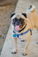 DFW Pug Rescue-The Boarding Bungalow-15
