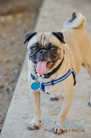 DFW Pug Rescue-The Boarding Bungalow-15