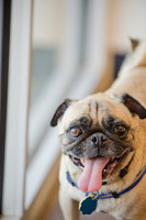 DFW Pug Rescue-The Boarding Bungalow-3