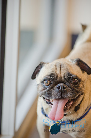 DFW Pug Rescue-The Boarding Bungalow-3