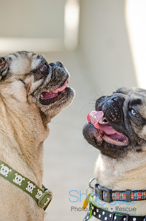 DFW Pug Rescue-The Boarding Bungalow-21