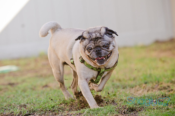 DFW Pug Rescue-The Boarding Bungalow-26