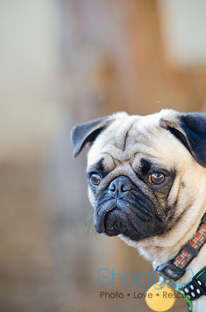 DFW Pug Rescue-The Boarding Bungalow-17