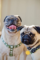 DFW Pug Rescue-The Boarding Bungalow-19
