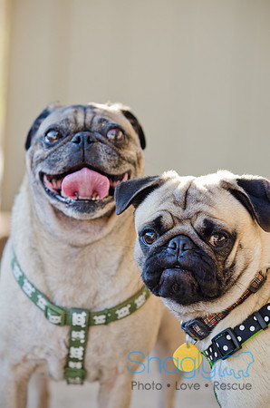 DFW Pug Rescue-The Boarding Bungalow-19