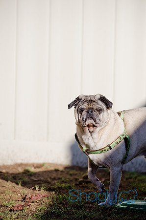 DFW Pug Rescue-The Boarding Bungalow-23