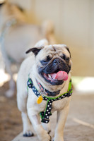 DFW Pug Rescue-The Boarding Bungalow-16