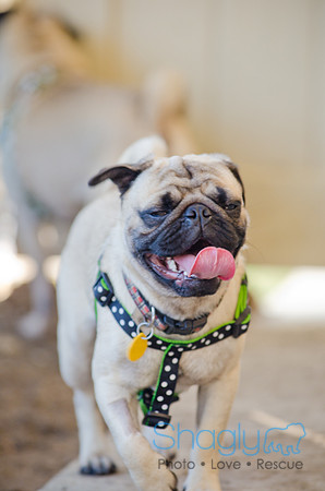 DFW Pug Rescue-The Boarding Bungalow-16