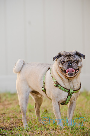 DFW Pug Rescue-The Boarding Bungalow-25