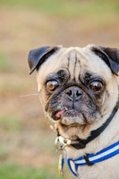 DFW Pug Rescue-The Boarding Bungalow-8