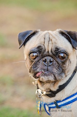 DFW Pug Rescue-The Boarding Bungalow-8