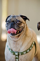 DFW Pug Rescue-The Boarding Bungalow-20