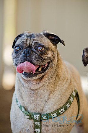 DFW Pug Rescue-The Boarding Bungalow-20
