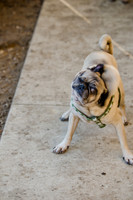 DFW Pug Rescue-The Boarding Bungalow-14