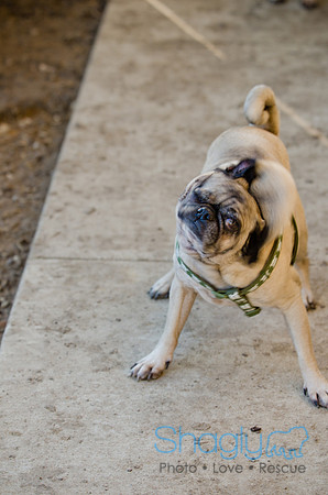 DFW Pug Rescue-The Boarding Bungalow-14