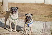 DFW Pug Rescue-The Boarding Bungalow-10