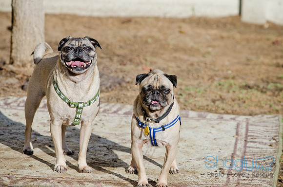 DFW Pug Rescue-The Boarding Bungalow-10