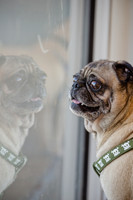 DFW Pug Rescue-The Boarding Bungalow-2