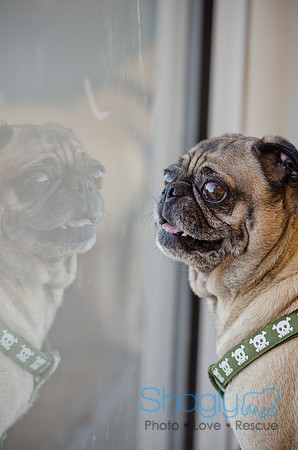 DFW Pug Rescue-The Boarding Bungalow-2