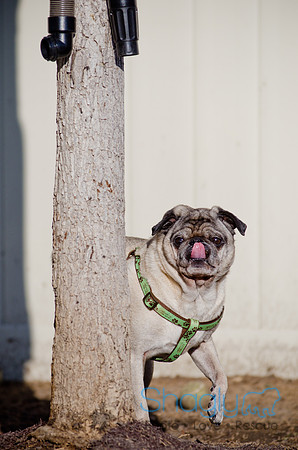 DFW Pug Rescue-The Boarding Bungalow-24
