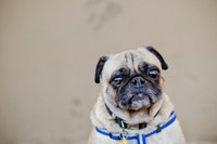 DFW Pug Rescue-The Boarding Bungalow-13