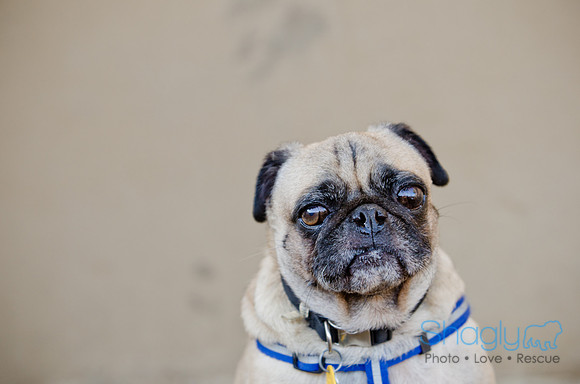 DFW Pug Rescue-The Boarding Bungalow-13