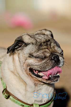 DFW Pug Rescue-The Boarding Bungalow-28