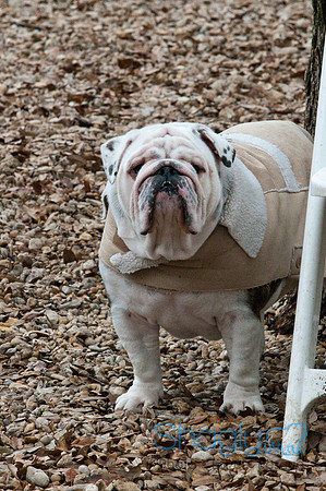 Dallas Bulldog Meetup