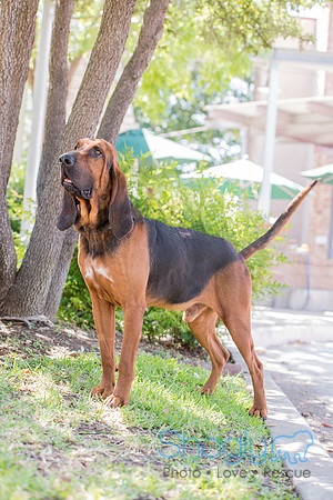 Duke