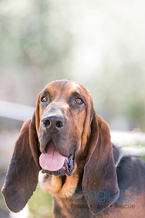 Duke