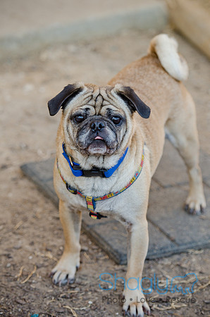 DFW Pug Rescue-The Boarding Bungalow 11-12-2011-2