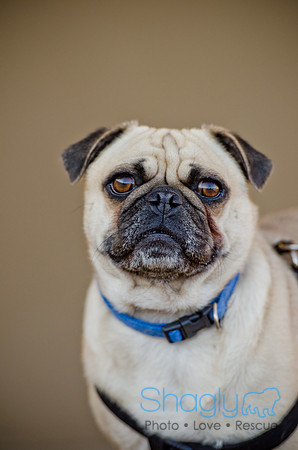 DFW Pug Rescue-The Boarding Bungalow 11-12-2011-11