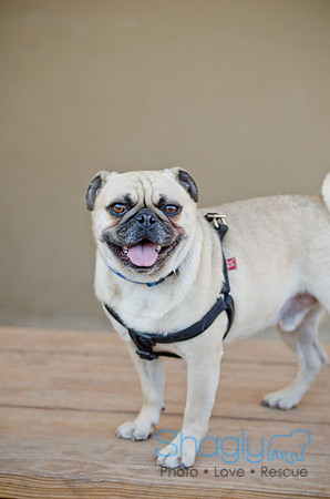 DFW Pug Rescue-The Boarding Bungalow 11-12-2011-10