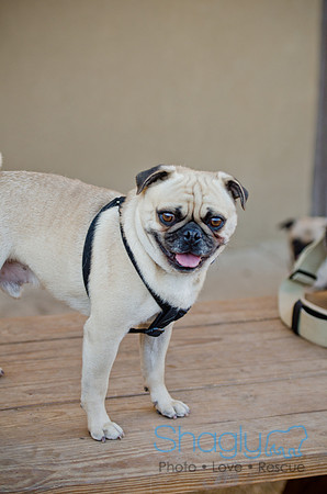 DFW Pug Rescue-The Boarding Bungalow 11-12-2011-3