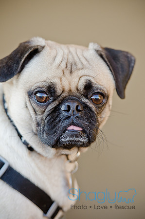 DFW Pug Rescue-The Boarding Bungalow 11-12-2011-7