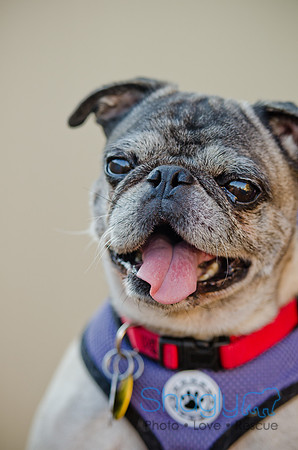 DFW Pug Rescue-The Boarding Bungalow 11-12-2011-15