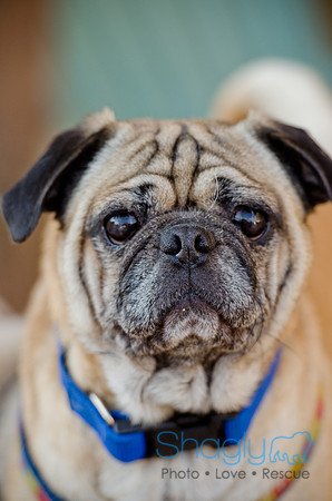 DFW Pug Rescue-The Boarding Bungalow 11-12-2011-6
