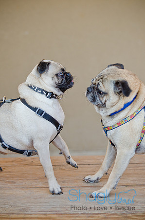 DFW Pug Rescue-The Boarding Bungalow 11-12-2011-9