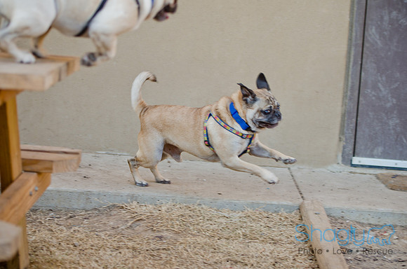 DFW Pug Rescue-The Boarding Bungalow 11-12-2011-12