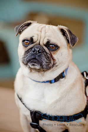 DFW Pug Rescue-The Boarding Bungalow 11-12-2011-18